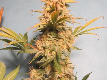 Sell: Purple Punch Auto Fem pack of 10 seeds