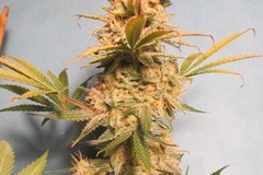 Sell: Purple Punch Auto Fem pack of 10 seeds