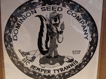 Sell: Munson (NL5 x Dominion Skunk) - Dominion Seed Co
