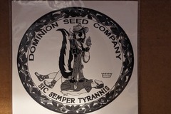 Sell: Shineapple (VA Beach Ghani x Screaming Eagle) - Dominion Seed Co