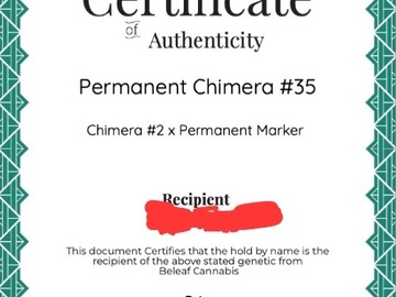 Vente: PERMANENT CHIMERA #35 12.5K CUT WITH COA