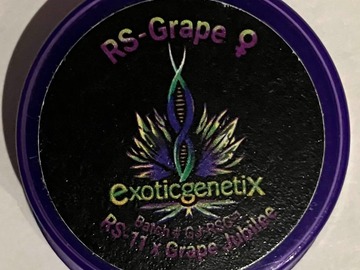 Subastas: (AUCTION) RS Grape from Exotic Genetix