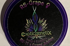 Auction: (AUCTION) RS Grape from Exotic Genetix