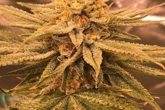 Sell: Prolific Coast - Slugger 10 regular seeds