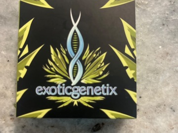 Vente: Exotic genetix-kimbo kush