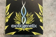 Vente: Exotic genetix-kimbo kush