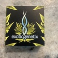 Vente: Exotic genetix-kimbo kush