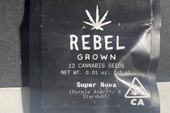 Sell: Rebel grown Super Nova (Purple Anarchy x Stardust)