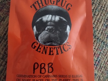 Vente: Thug Pug- Peanut Butter Breath F1