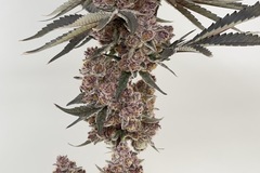 Vente: Blockhead buds Blockberry