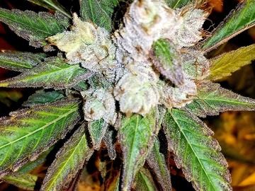 Subastas: Auction - Pink Ghost Cookies - 6 Fems