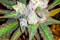 Subastas: Auction - Pink Ghost Cookies - 6 Fems