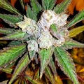 Subastas: Auction - Pink Ghost Cookies - 6 Fems