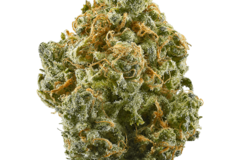 Vente: Blue Dream IBL - 12 Regs