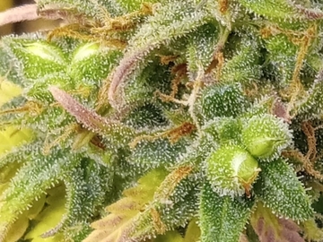 Venta: Strawberry Gorilla Cookies Feminized Autos 10 Fems per pack