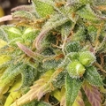 Venta: Strawberry Gorilla Cookies Feminized Autos 10 Fems per pack