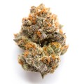 Venta: Purple Stardawg - 12 Regs