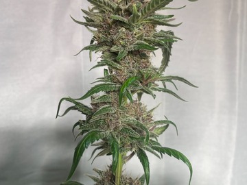 Venta: Fire Bud's Care Bears x RDV Purple Scoops Feminized Autoflower