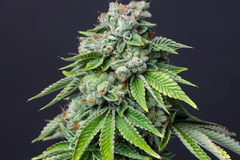 Sell: Top Dawg Seeds – Dubble Bubble