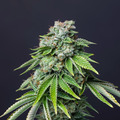 Sell: Top Dawg Seeds – Dubble Bubble