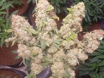 Sell: Top Dawg Seeds – Crème 4
