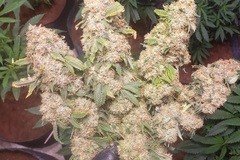 Sell: Top Dawg Seeds – Crème 4