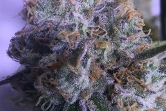 Vente: Top Dawg Seeds – Stardawg IX