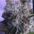 Venta: Top Dawg Seeds – Stardawg IX