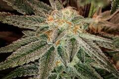 Venta: Top Dawg Seeds – NYC HP