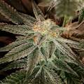 Vente: Top Dawg Seeds – NYC HP