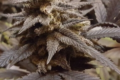 Sell: Top Dawg Seeds – Bubba Kush 13