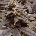 Sell: Top Dawg Seeds – Bubba Kush 13