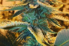 Sell: Top Dawg Seeds – Coffee Kush