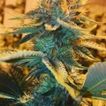 Venta: Top Dawg Seeds – Coffee Kush