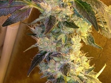 Venta: Top Dawg Seeds – Tres Sister
