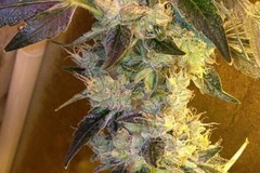 Sell: Top Dawg Seeds – Tres Sister