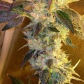 Sell: Top Dawg Seeds – Tres Sister