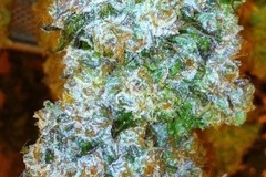 Vente: Top Dawg Seeds – Tres Kush