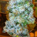 Venta: Top Dawg Seeds – Tres Kush