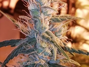 Sell: Top Dawg Seeds – White Guava