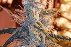 Sell: Top Dawg Seeds – White Guava