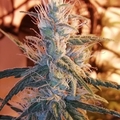 Sell: Top Dawg Seeds – White Guava