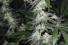 Vente: Top Dawg Seeds – White Star Dawg