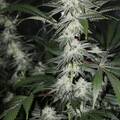 Sell: Top Dawg Seeds – White Star Dawg