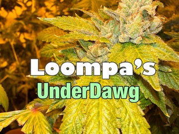 Venta: Loompas UnderDawg (sale price)