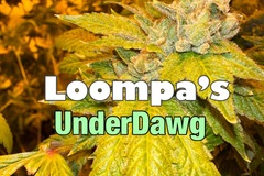 Venta: Loompas UnderDawg (sale price)