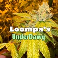 Sell: Loompas UnderDawg (sale price)