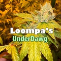 Venta: Loompas UnderDawg (sale price)