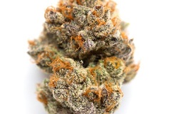 Auction: Auction - Purple Stardawg - 12 Regs