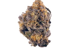 Vente: Querkle (Purple Urkle x Space Queen) - 12 Regs